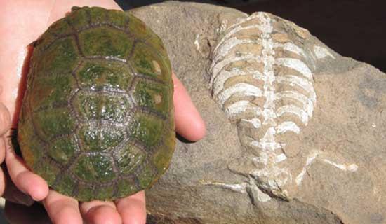 Fósil de Eunotosaurus africanus y una concha de tortuga moderna