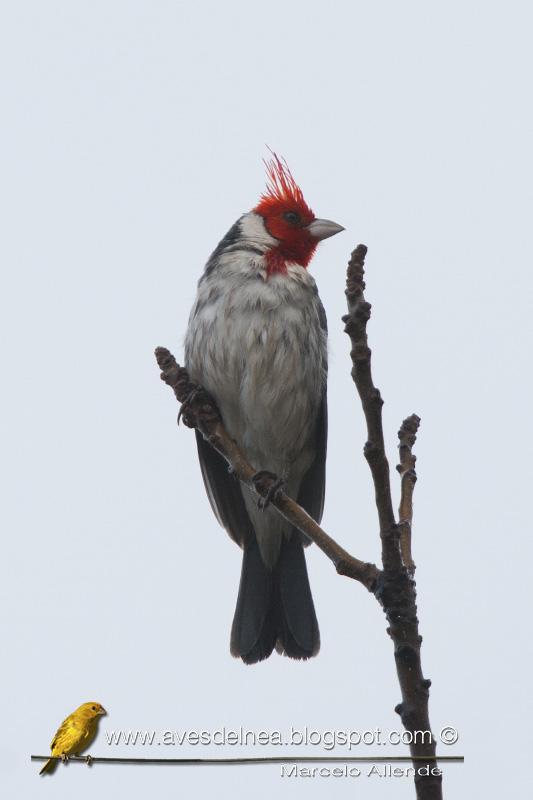 Un Cardenal en mi casa después de mucho tiempo