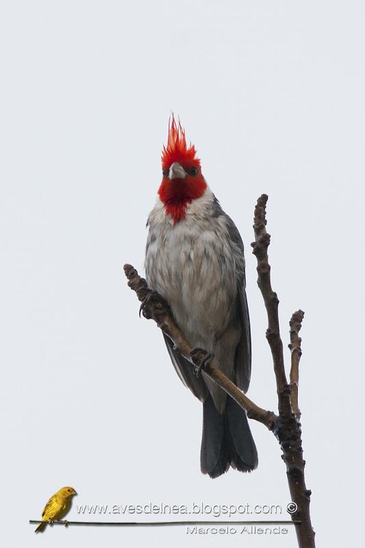 Un Cardenal en mi casa después de mucho tiempo Un Cardenal en mi casa después de mucho tiempo