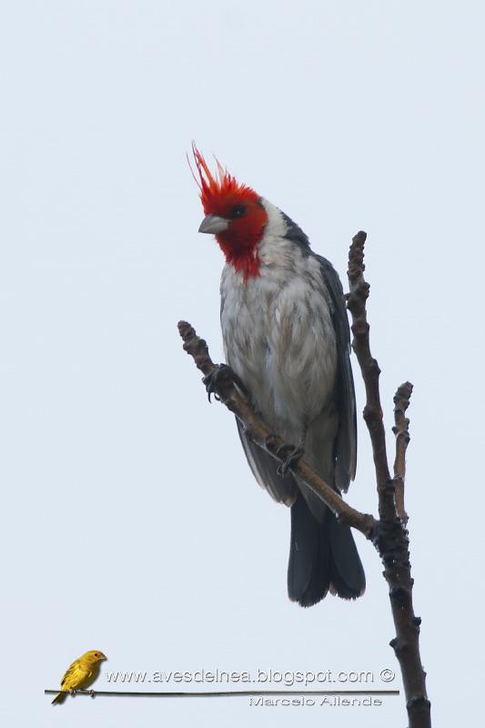 Un Cardenal en mi casa después de mucho tiempo Un Cardenal en mi casa después de mucho tiempo