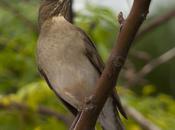 Zorzal chalchalero (Creamy-bellied Thrush)