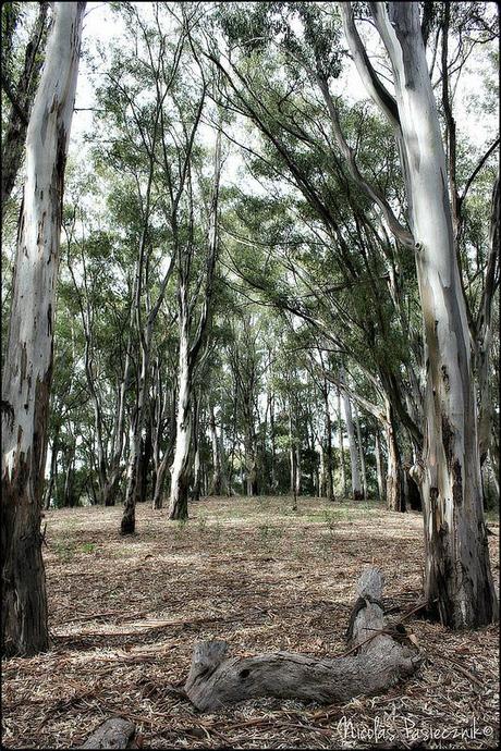 BT Monte Hermoso: Un día de campo en la estancia Dufaur