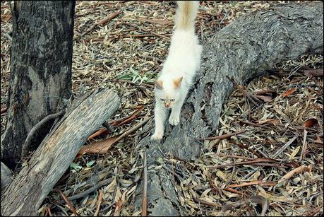 BT Monte Hermoso: Un día de campo en la estancia Dufaur