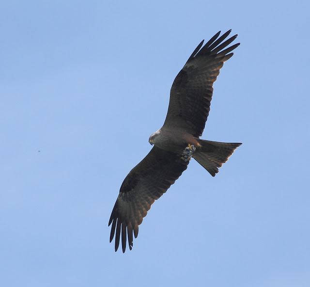 QUE LLEVA EN LAS GARRAS