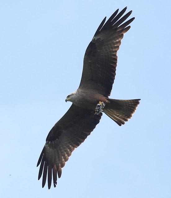 QUE LLEVA EN LAS GARRAS