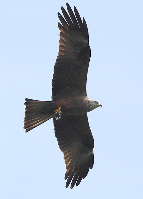 QUE LLEVA EN LAS GARRAS