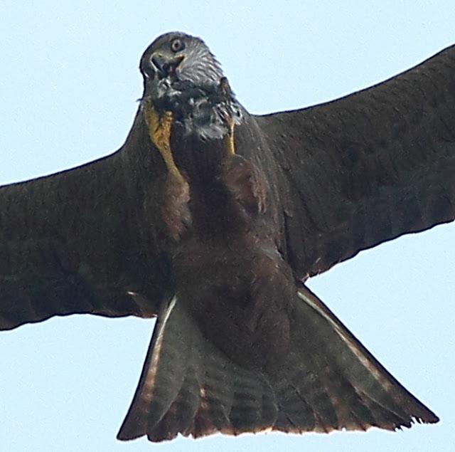 QUE LLEVA EN LAS GARRAS