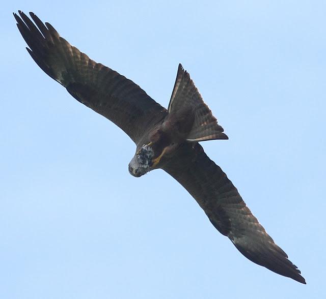 QUE LLEVA EN LAS GARRAS