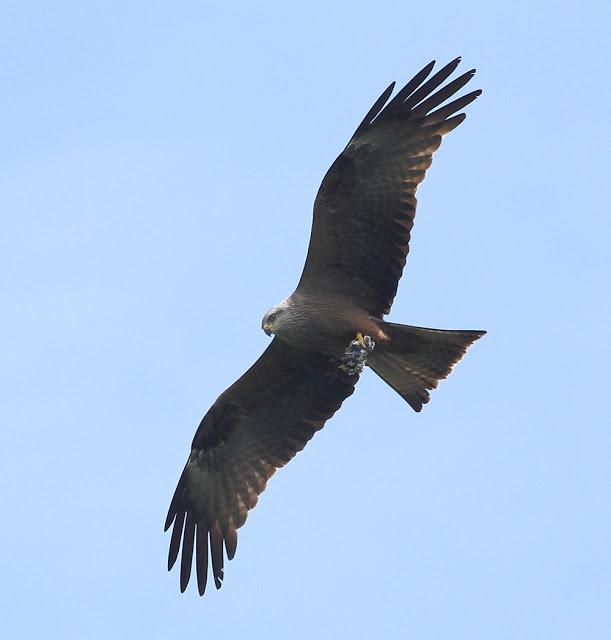 QUE LLEVA EN LAS GARRAS