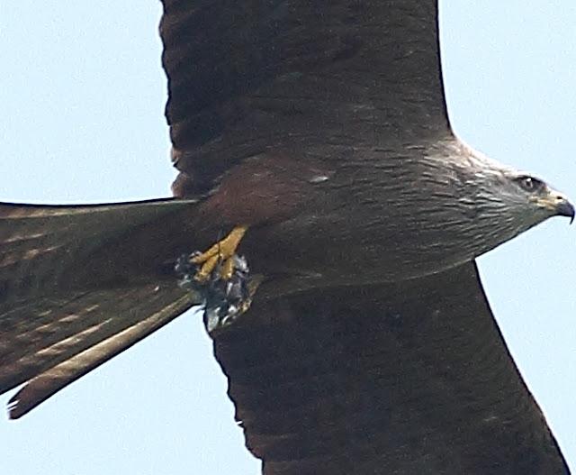 QUE LLEVA EN LAS GARRAS
