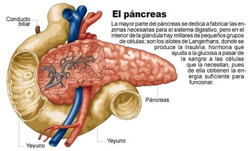 ¿Cómo cuidar el páncreas?