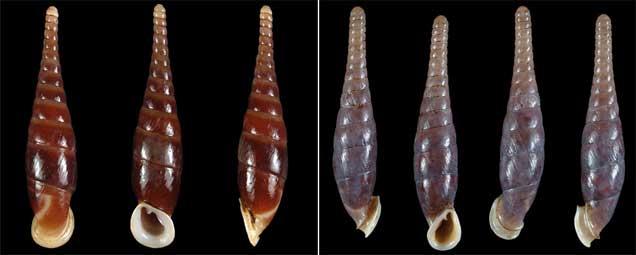 conchas de caracol enrolladas a izquierda o derecha