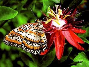 mariposas en joyeria online