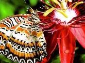 Mariposas moda. Joyería Plata Online