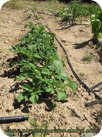 Huerto ecológico en Mayo_patatas