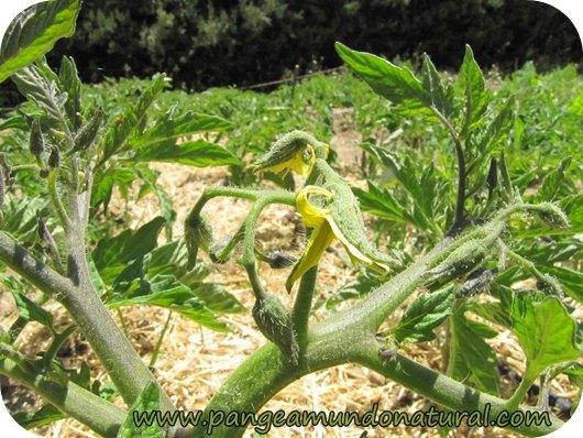 Huerto ecológico en Mayo_flor del tomate