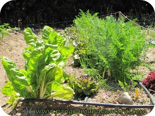 Huerto ecológico en Mayo_acelgas y zanahorias