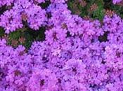 Flores Bach