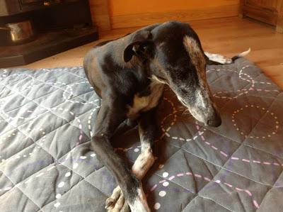 Anita, preciosa galga en adopción. (Zaragoza)