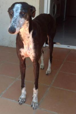 Anita, preciosa galga en adopción. (Zaragoza)