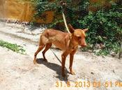 Galgos podencos perrera.