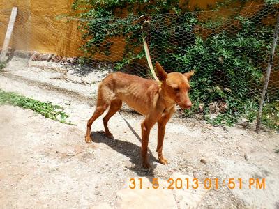 Galgos y podencos de la perrera.