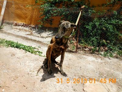 Galgos y podencos de la perrera.