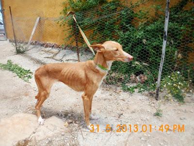 Galgos y podencos de la perrera.