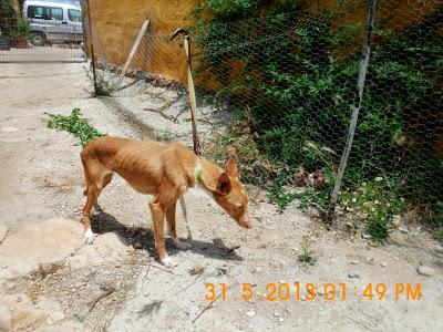 Galgos y podencos de la perrera.