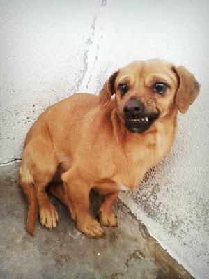 PERRITOS PEQUEÑOS EN LA PERRERA. (TOLEDO)