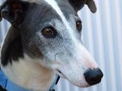 Junco, bellisimo galgo adopción.