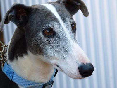 Junco, bellisimo galgo en adopción.