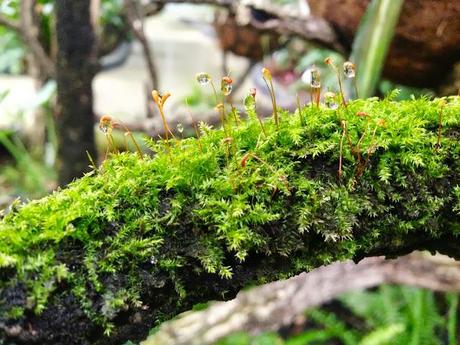 Estufa fría Parque del Príncipe, dos años después