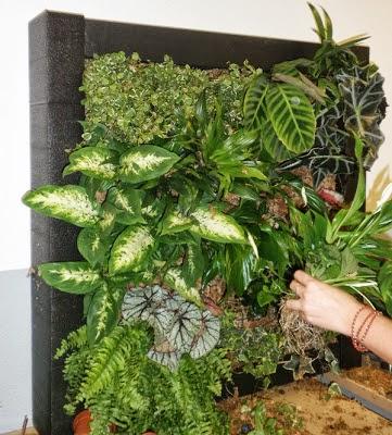 Curso profesional de jardines verticales en Madrid