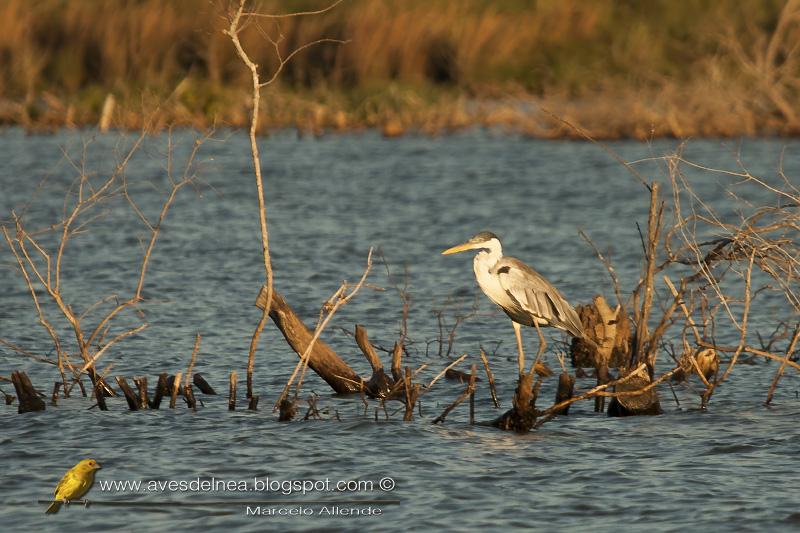 Garza mora (White-necked Heron)