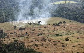 El Cultivo de Soya continúan expandiéndose mientras que la Deforestación causaría Impactos Negativos en la evolución de las plantas en Brasil