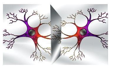 Tus neuronas y las mías