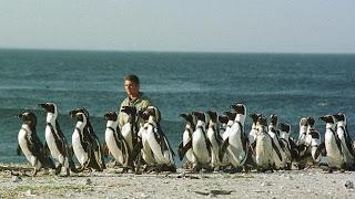 Llegaron a Vivir en África hasta Cuatro Especies de Pingüinos Prehistóricos