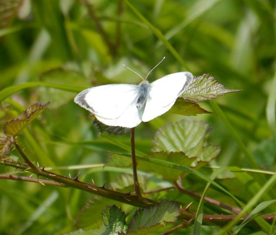 Mariposas y libélulas de mayo