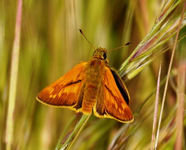 Mariposas y libélulas de mayo