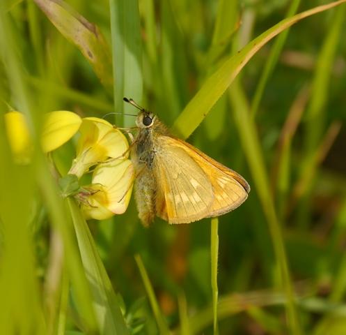 Mariposas y libélulas de mayo