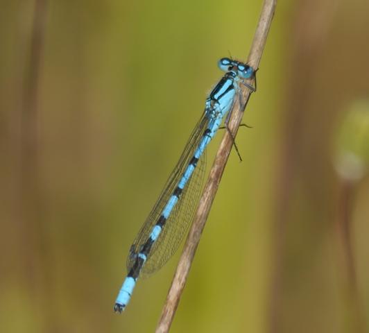 Mariposas y libélulas de mayo