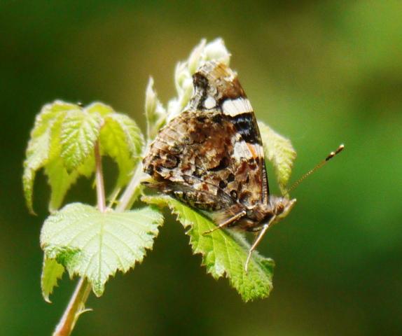 Mariposas y libélulas de mayo