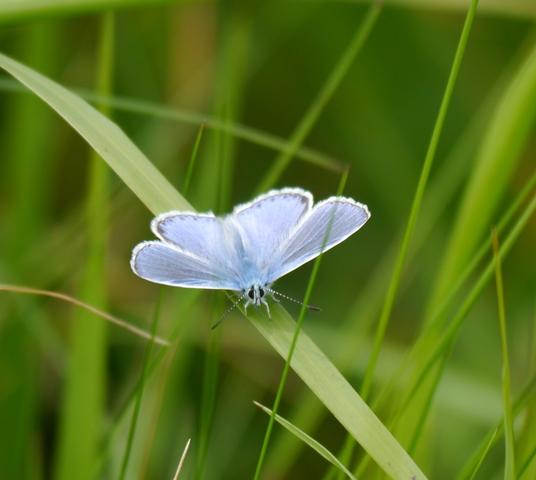 Mariposas y libélulas de mayo