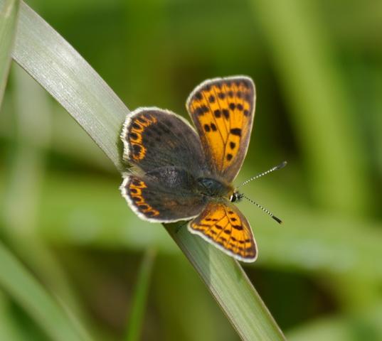 Mariposas y libélulas de mayo