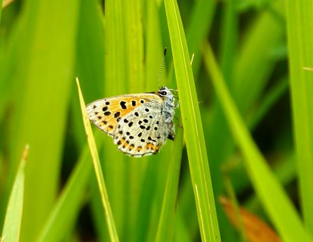 Mariposas y libélulas de mayo