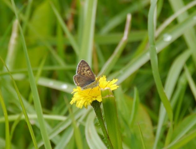 Mariposas y libélulas de mayo