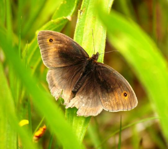 Mariposas y libélulas de mayo