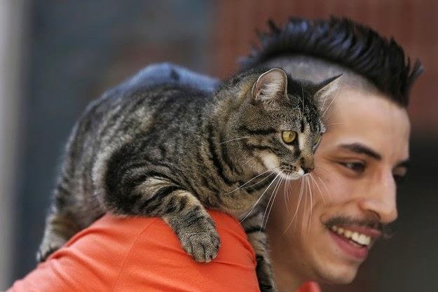 La gata que monta en bicicleta