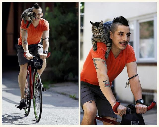 La gata que monta en bicicleta